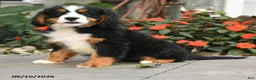 Miniature Bernese Mountain Dog dogs for sale: Cheyenne - Ad 1