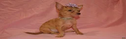 Chihuahua dogs for sale: Lola - Ad 3