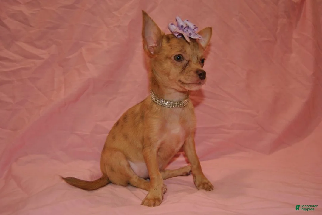 Chihuahua dogs for sale: Lola - Ad 3