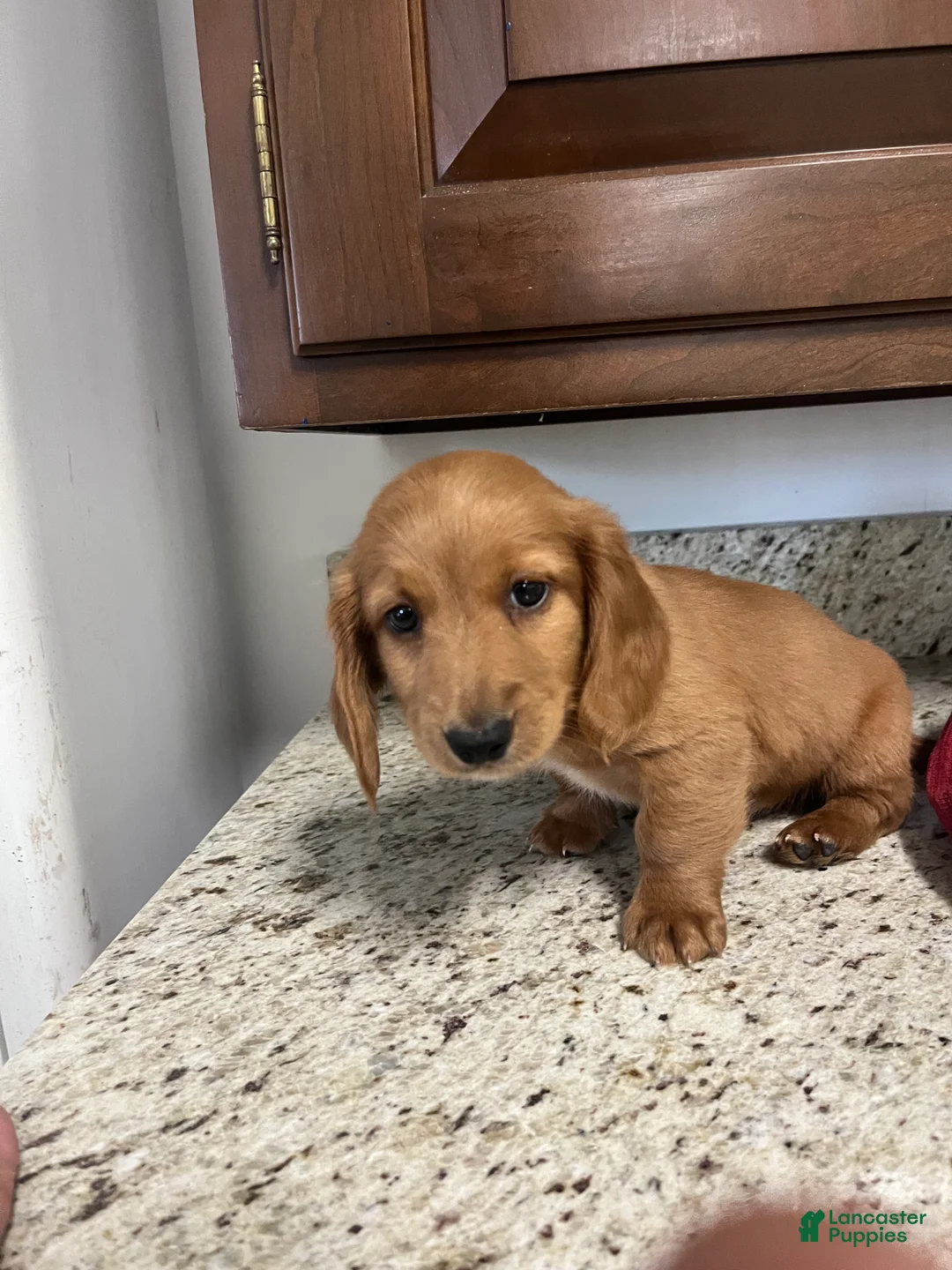 Miniature Dachshund dogs for sale: Winter - Ad 1
