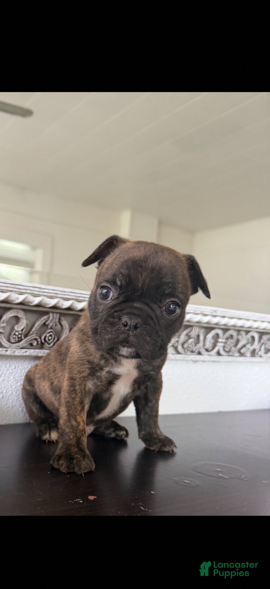 French Bulldog dogs French Bulldog Puppy 1 - Ad 3