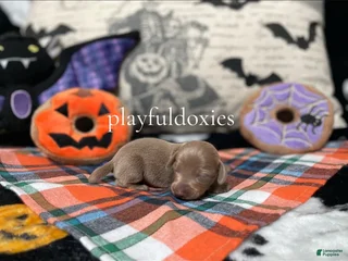 Miniature Dachshund dogs Ravioli's Blue & Tan Boy - Ad 11