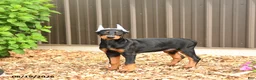 Doberman Pinscher dogs for sale: Doja - Ad 3