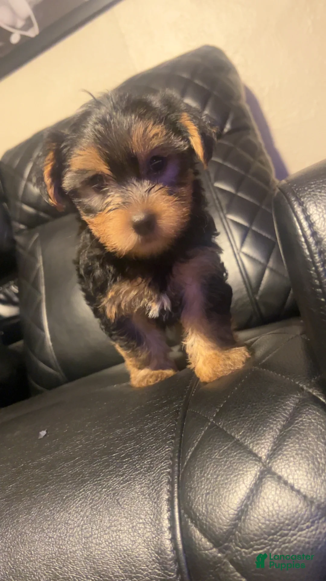 Yorkshire Terrier dogs for sale: Yorkshire Terrier Puppy 1 - Ad 2