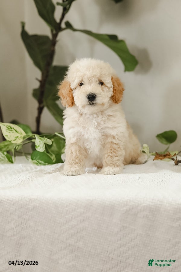 Miniature Poodle dogs Kera - Ad 1