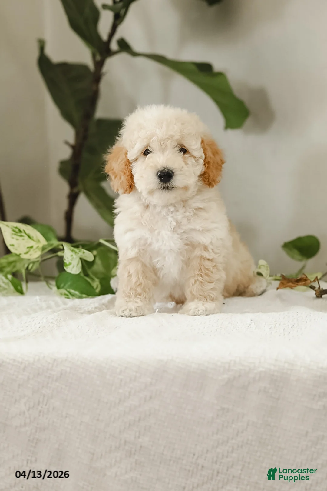Miniature Poodle dogs for sale: Kera - Ad 1