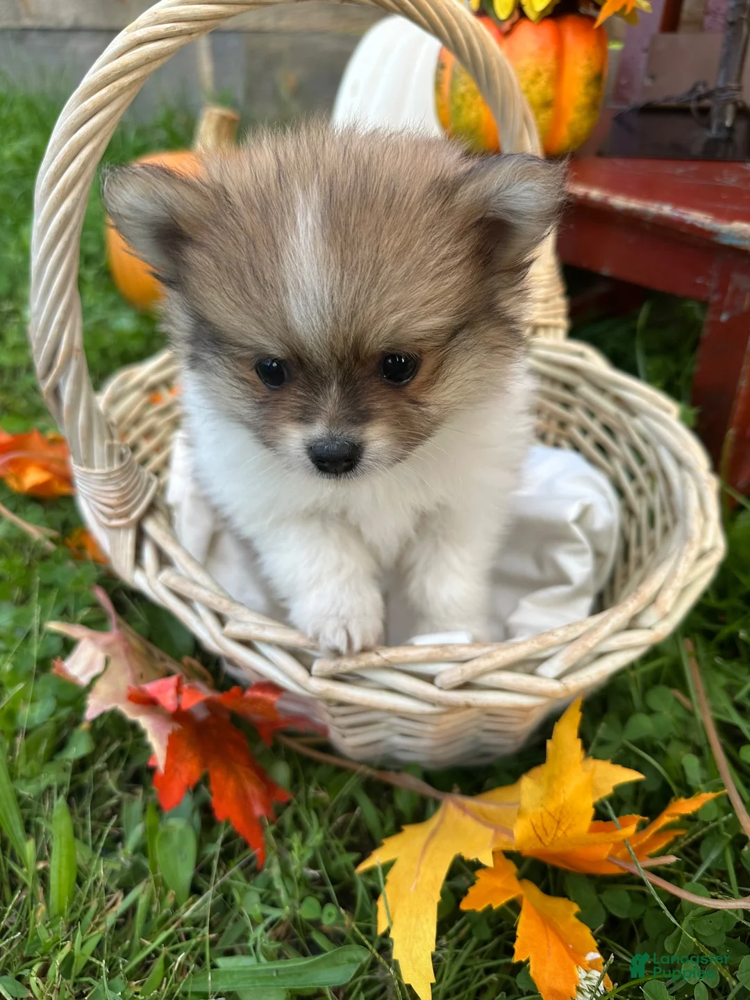 Pomeranian dogs for sale: Jasper - Ad 2