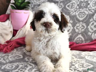 Portuguese Water Dog dogs Dumpling - Ad 8