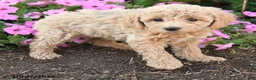 Mini Goldendoodle dogs for sale: Pip  - Ad 3