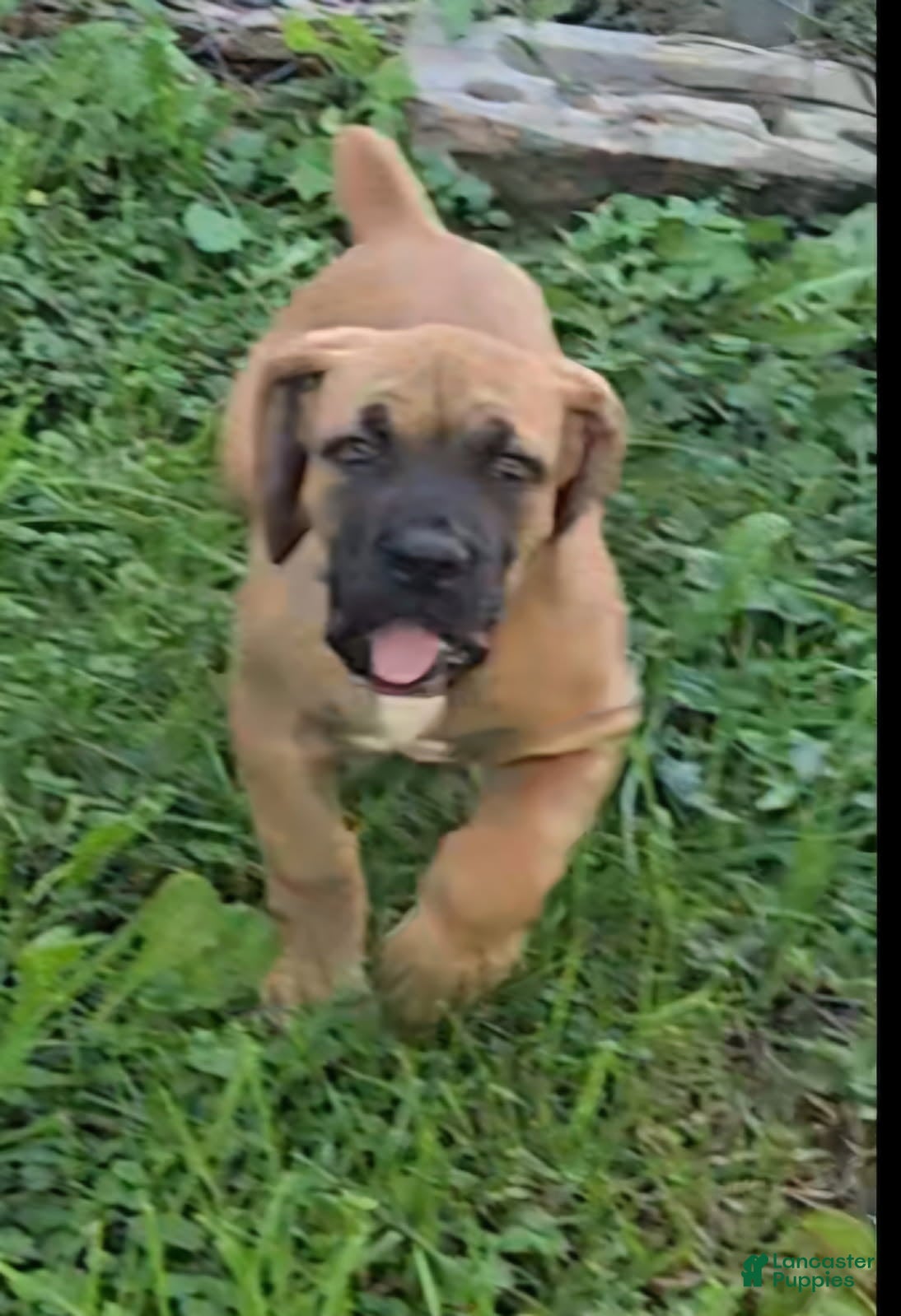 South African Boerboels dogs for sale: Boerboel Female 1 - Ad 2