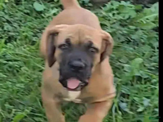 South African Boerboels dogs for sale: Boerboel Female 1 - Ad 2