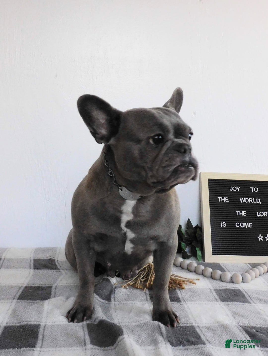 French Bulldog dogs for sale: Millie - Ad 5