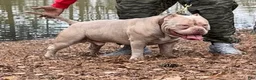 American Bully dogs for stud: Bastian’s Megalodon (Phoking Colossal Son) - Ad 4