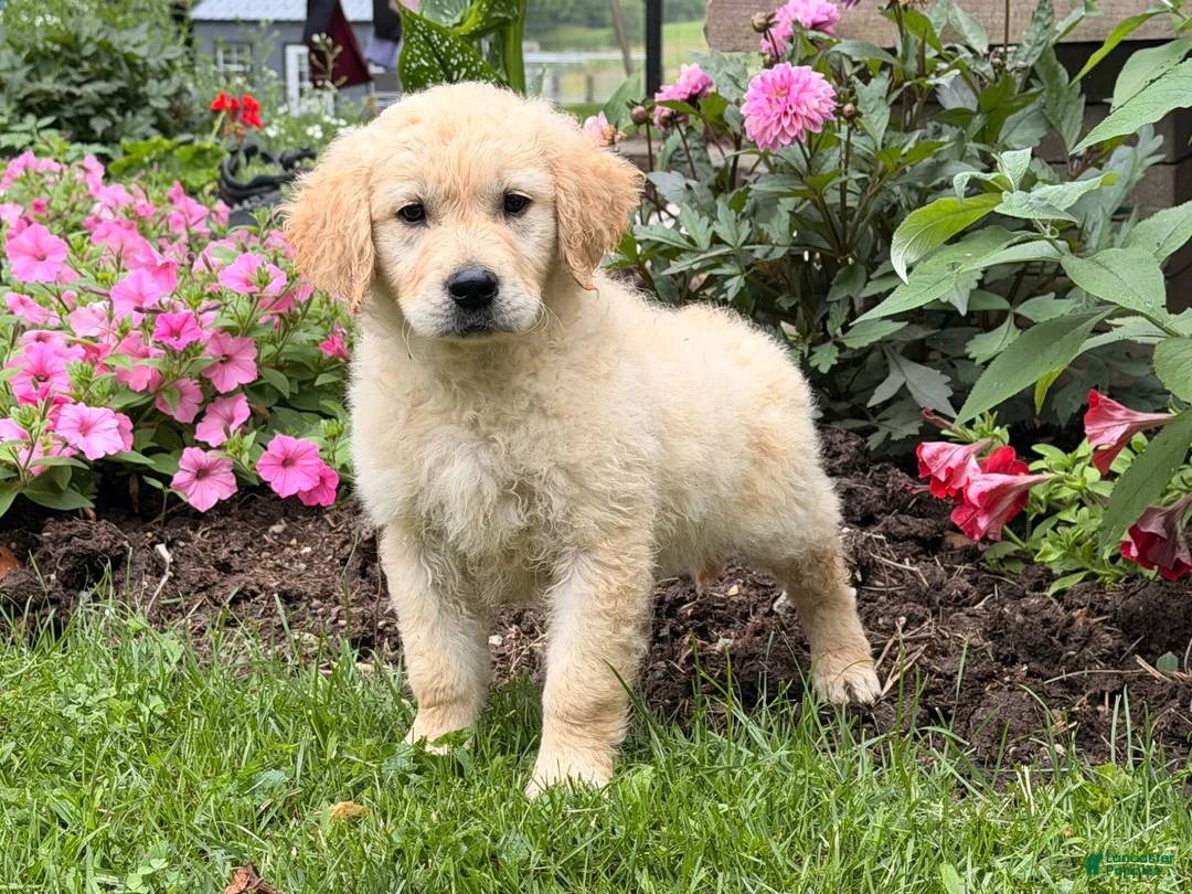 Golden Retriever dogs for sale: Margarita  - Ad 1