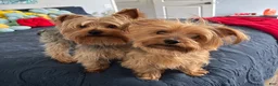 Yorkshire Terrier dogs for sale: Yorkshire Terrier blue - Ad 2