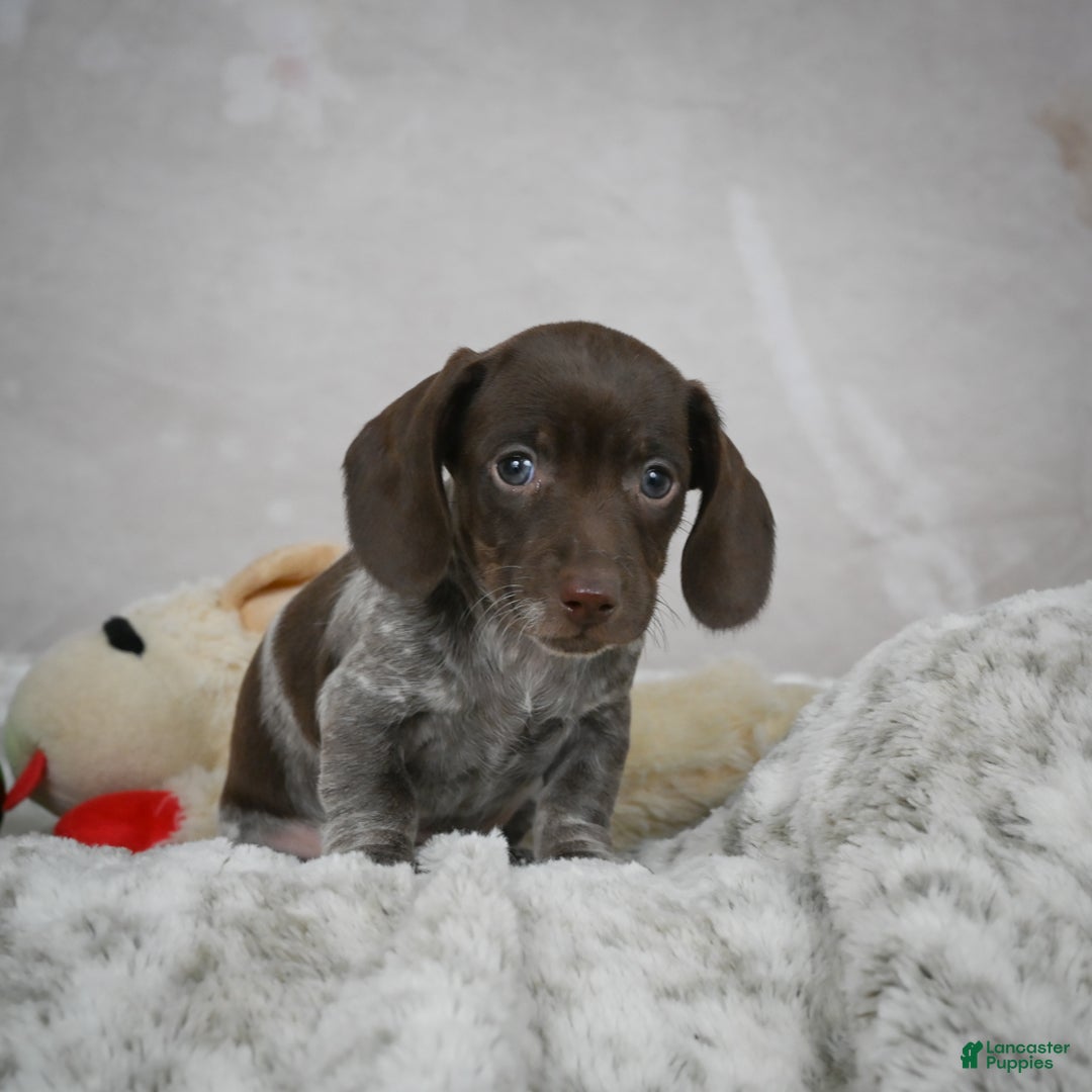 Miniature Dachshund dogs for sale: Hazel - Ad 3