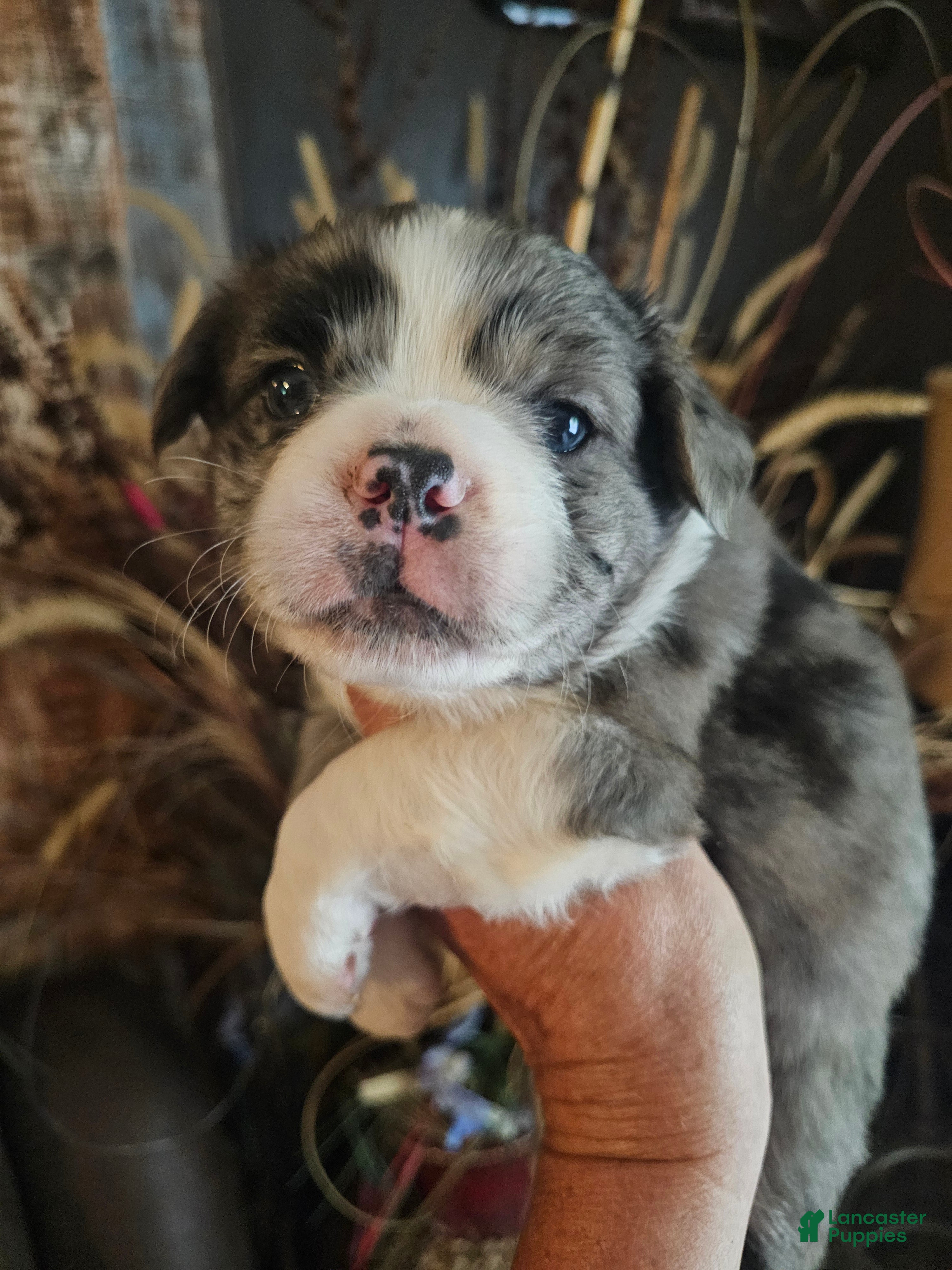 Frenchton dogs Fluffy frenchton - Ad 41