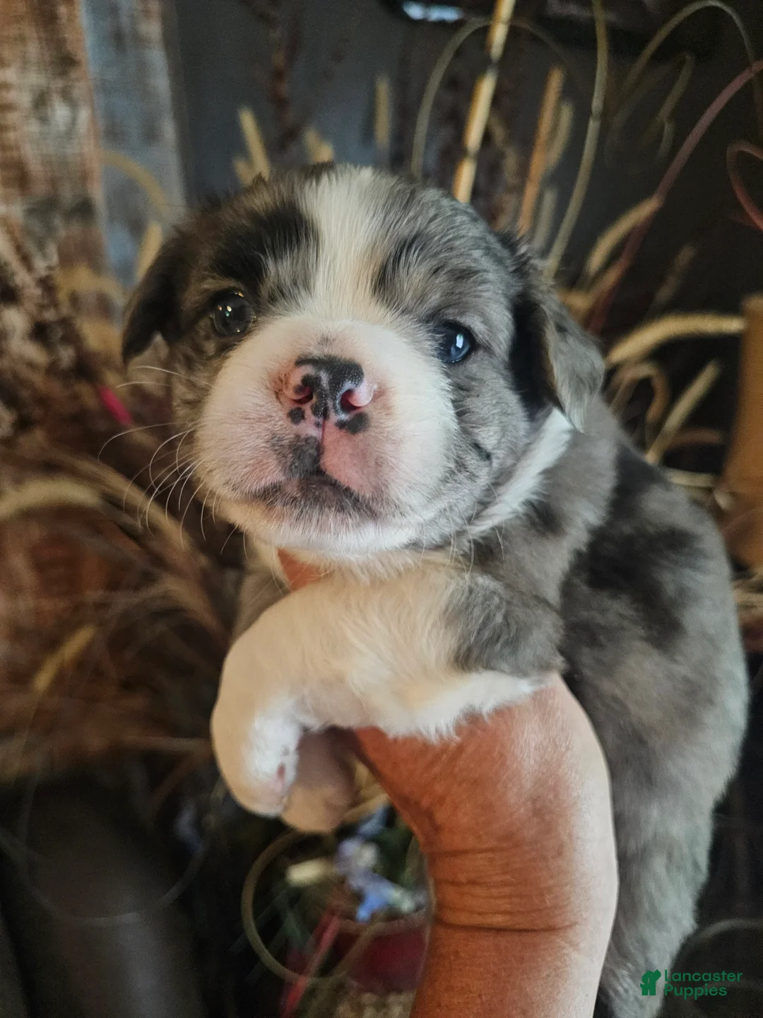 Frenchton dogs for sale: Fluffy frenchton - Ad 1