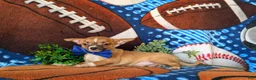 Chihuahua dogs for sale: Darrell - Ad 5