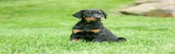 Doberman Pinscher dogs for sale:  Diesel (Black Rust)🐶🤎✨ - Ad 1