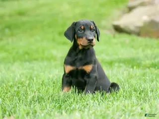 Doberman Pinscher dogs for sale: Diesel (Black Rust)🐶🤎✨ - Ad 3