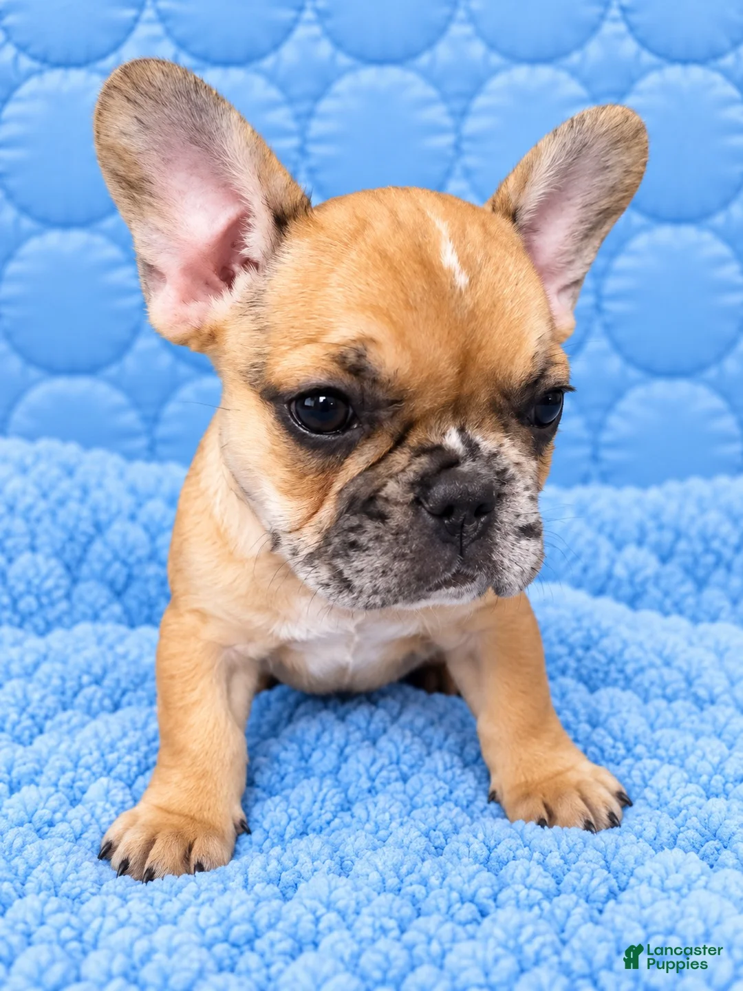 French Bulldog dogs for sale: French Bulldog 2 - Ad 1