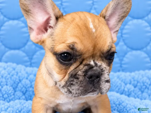 French Bulldog dogs for sale: French Bulldog 2 - Ad 1