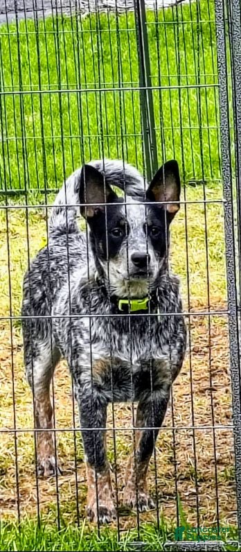 Australian Cattle Dog dogs Anubis, Male Blue Heeler for stud  - Ad 1
