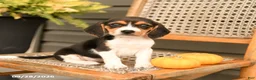Beagle dogs for sale: Roxy - Ad 1
