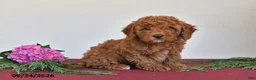 Mini Goldendoodle dogs for sale: Mindy - Ad 3