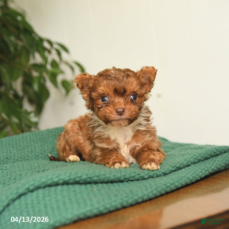 Pomapoo dogs Lucky - Ad 2