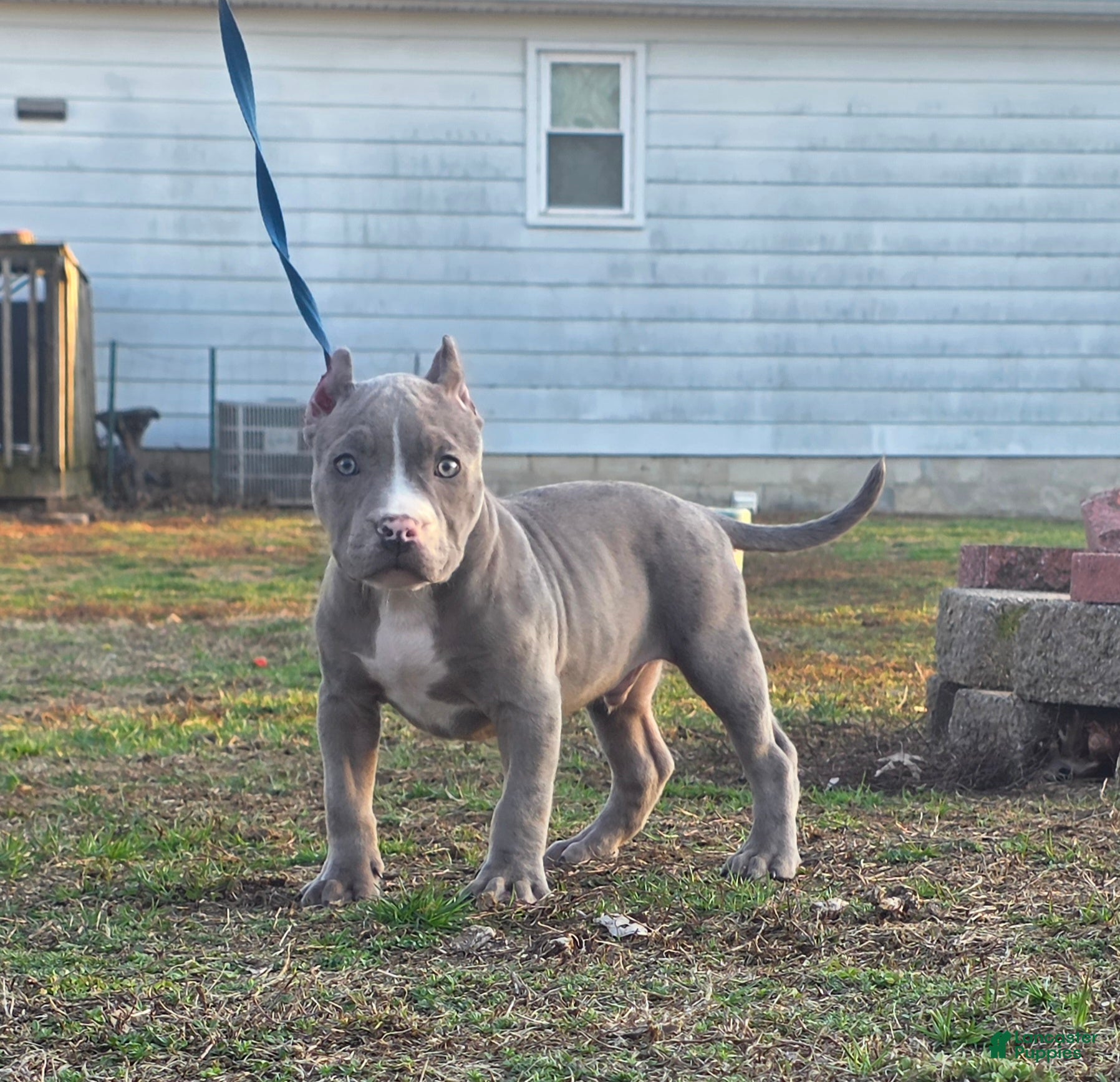 American Bully dogs Shadow - Ad 1