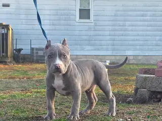 American Bully dogs for sale: Shadow - Ad 3