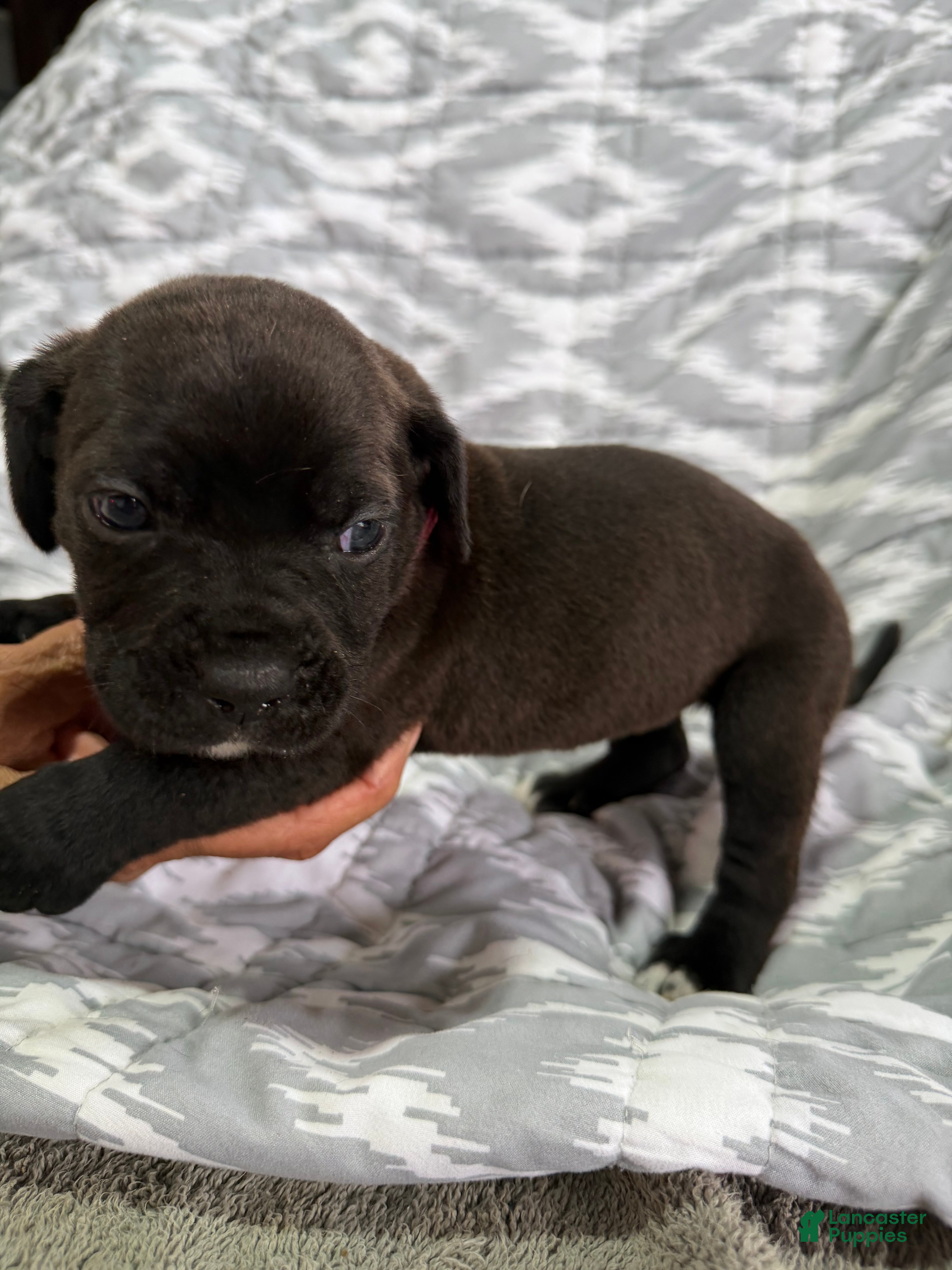 Cane Corso dogs Ginger - Ad 2