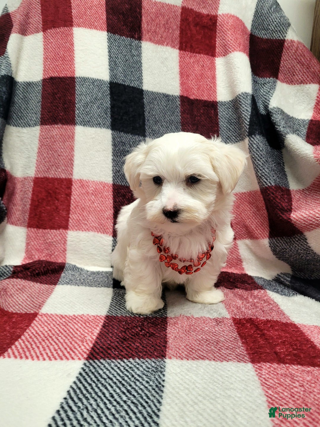Maltese dogs for sale: Koby - Ad 2