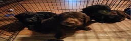 Labradoodle dogs for sale: Labradoodle chocolate black collar - Ad 8