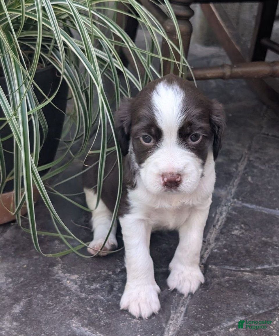 English Springer Spaniel dogs English Springer Spaniel, Dexter - Ad 2