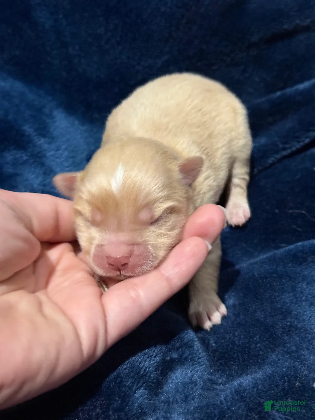 Pomsky dogs for sale: Simba Pomsky Puppy 3 - Ad 9