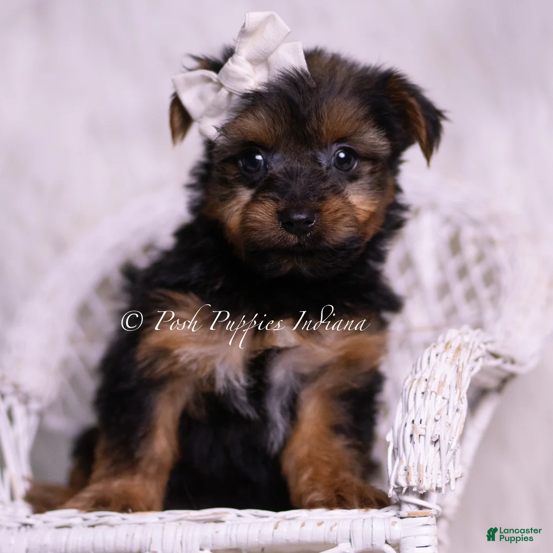 Yorkshire Terrier dogs for sale: Skeeter - Ad 2
