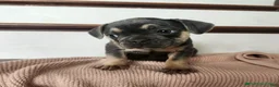French Bulldog dogs for sale: Duke - Ad 2