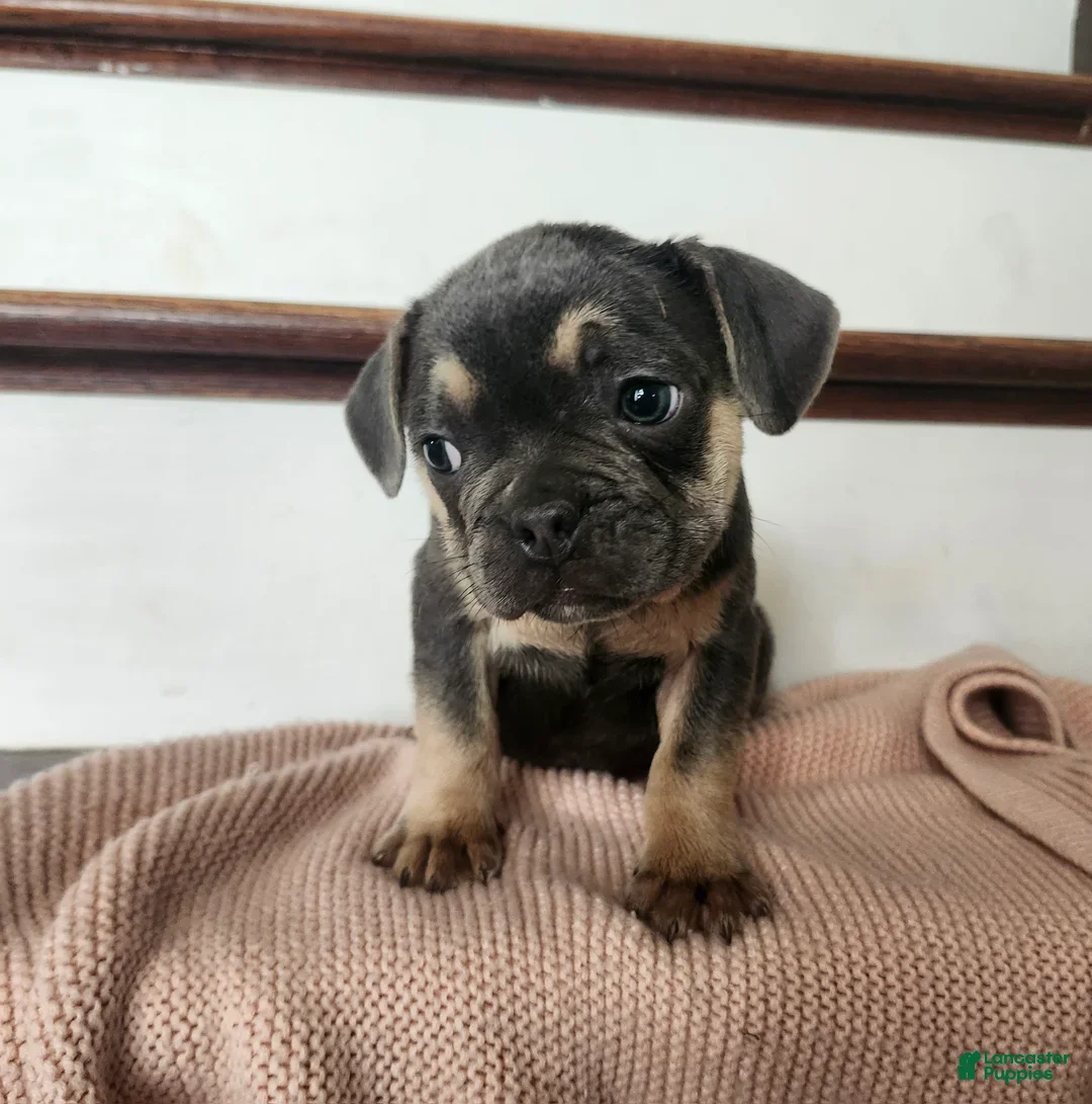 French Bulldog dogs for sale: Duke - Ad 2