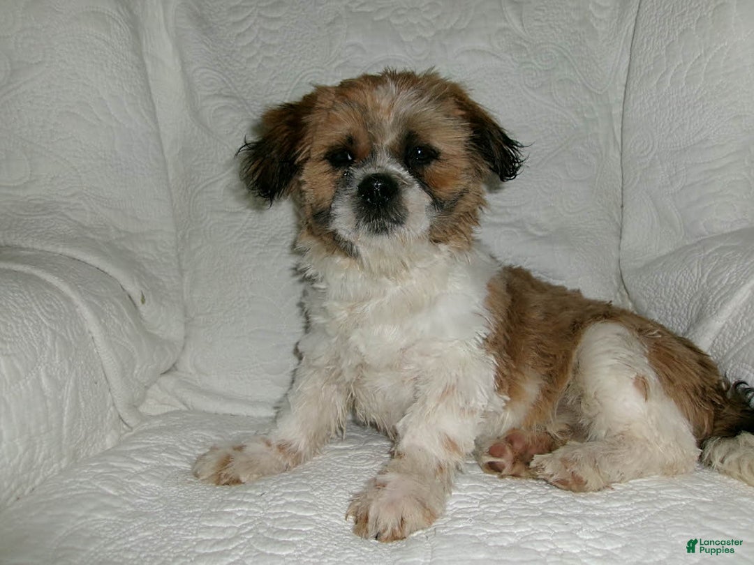 Gallery Image {{count}}