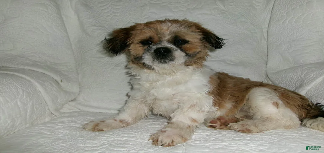 Gallery Image {{count}}