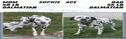 Dalmatian dogs for sale: Kody - Ad 11