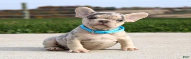 Rocco
