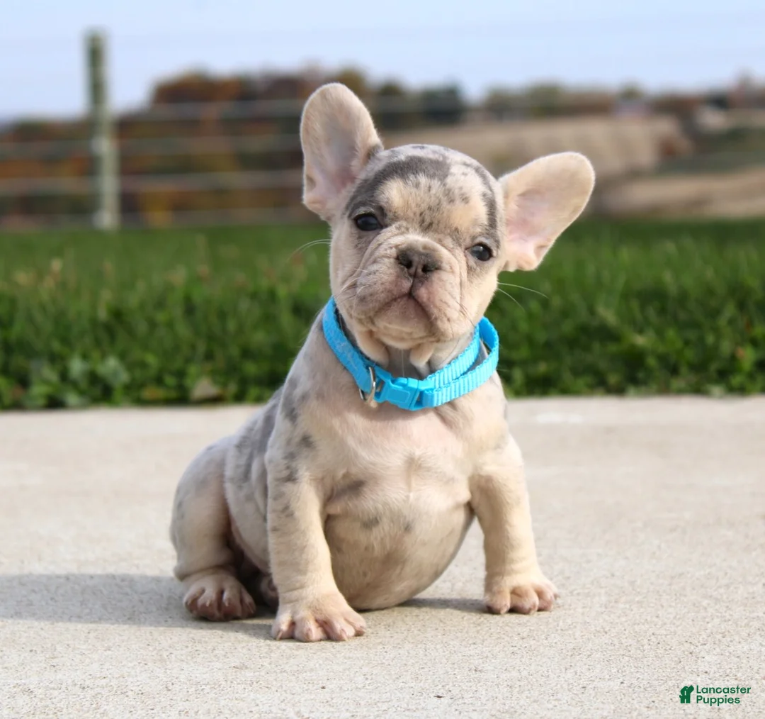 French Bulldog dogs for sale: Rocco - Ad 1