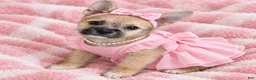 Mixed Breed dogs for sale: Mixed Breed 1 - Ad 1