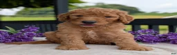 Goldendoodle dogs for sale: Parker - Ad 17