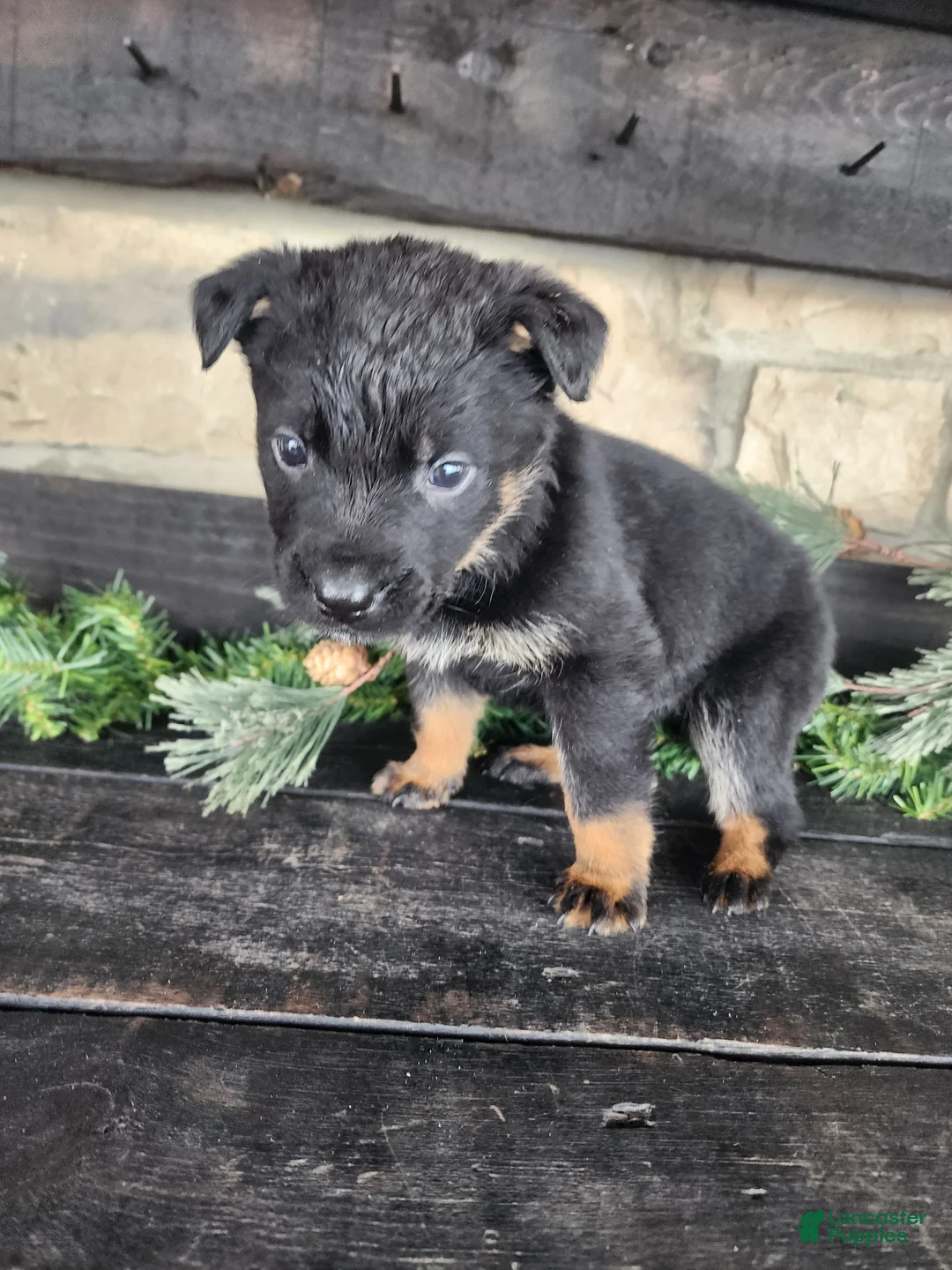 Mixed Breed dogs for sale: Rosy - Ad 5