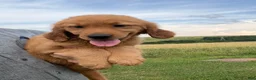 Golden Retriever dogs for sale: Sunshine  - Ad 6